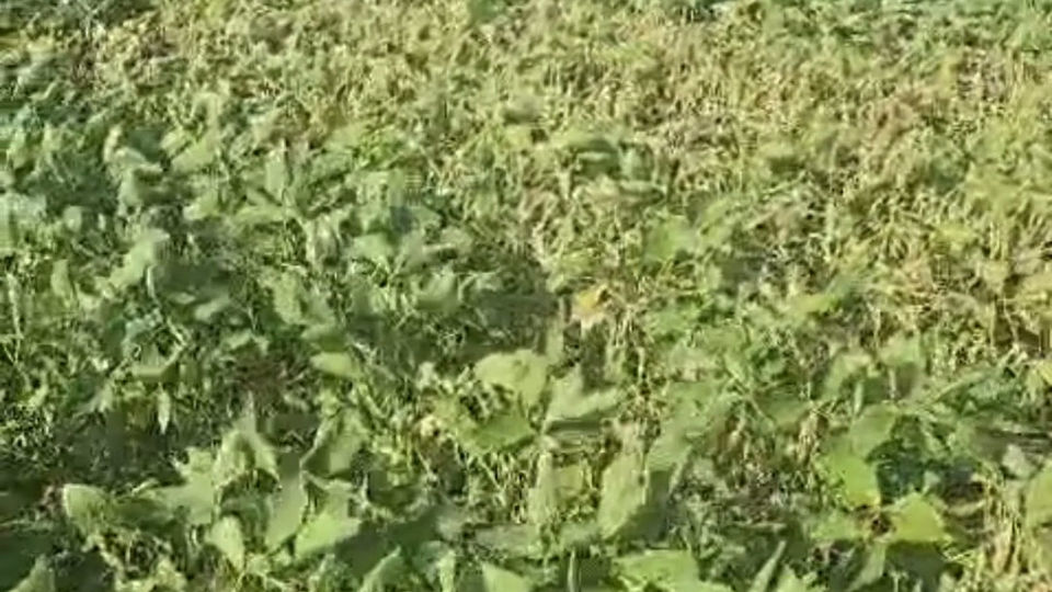 INTA Reconquista: condiciones meteorológicas y estado de cultivo de soja